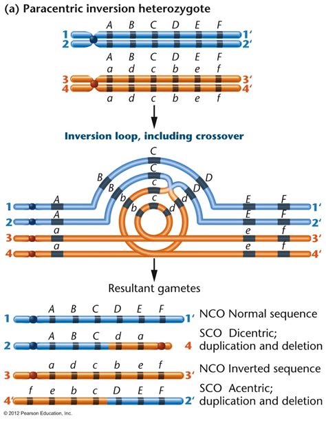 Examples Of Inversion Mutation