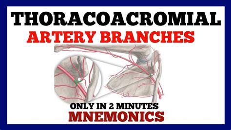 Subclavian Artery Branches Mnemonic