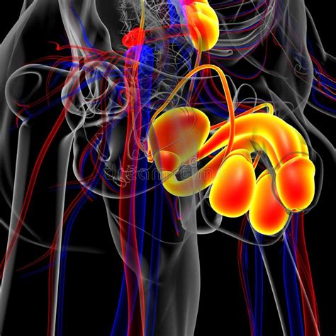 Male Reproductive System Anatomy For Medical Concept D Stock