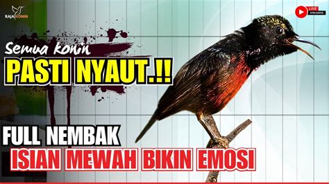 Masteran Konin Gacor Full Isian Nembak Cocok Untuk Pancingan Kolibri