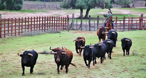 Cómo visitar una ganadería de toros bravos en Andalucía | Guías Viajar