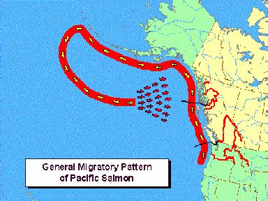 Mechanism - Migratory behavior in pacific salmonids