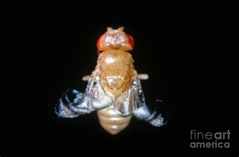 Curly Winged Drosophila Photograph By Science Source Pixels