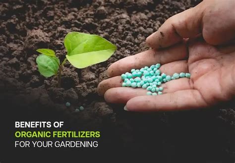 Importance Advantages Of Organic Fertilizers For Gardening