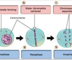 Bioflix Activity Mitosis Events Of Mitosis Erinkruwflowers