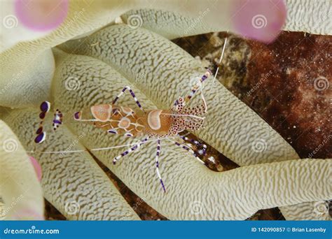 Spotted Cleaner Shrimp On A Giant Anemone Stock Image Image Of