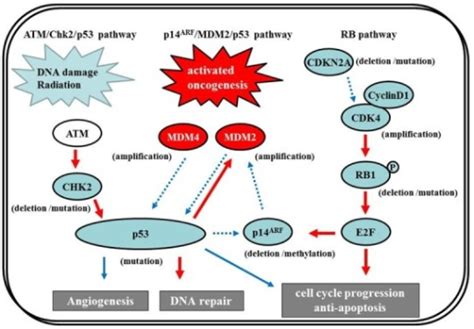 The P53 Pathway And Retinoblastoma RB Tumor Suppresso Open I