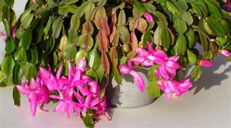 11 Reasons Your Christmas Cactus Is Turning Yellow