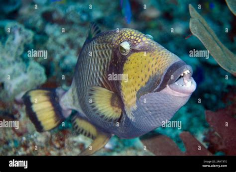 Titan Triggerfish Balistoides Viridescens Showing Teeth Whale Rock