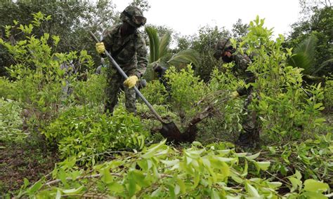 Las Hectáreas Sembradas De Coca En Colombia Se Redujeron Un 7 En 2020 Minuto30