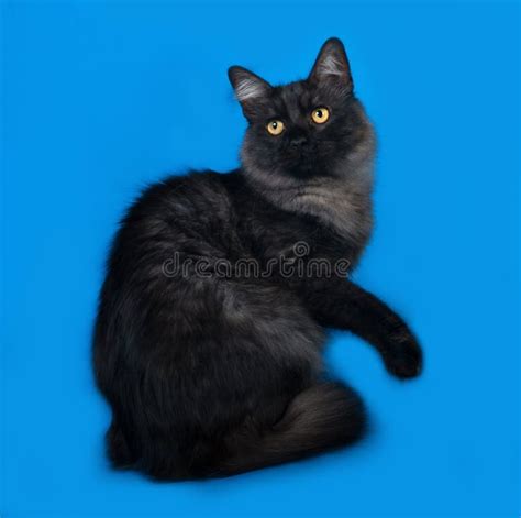 Gato Gris Y Negro Mullido Que Se Sienta En Azul Foto De Archivo