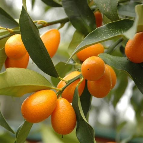 Cumquat Perrys Fruit Nut Nursery