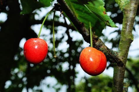 Fotos gratis manzana árbol rama Fruta dulce flor verano comida