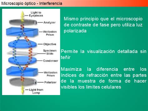 Dominio Millas Clasificaci N Microscopio De Luz Polarizada Ventajas Y