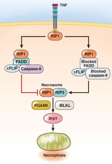 Complex Roles Of Caspases In The Pathogenesis Of Inflammatory Bowel