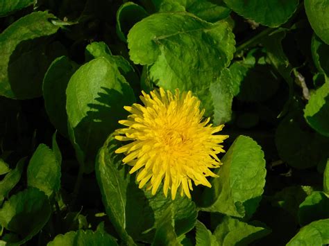 Dandelion By Winfred S Photo On Deviantart