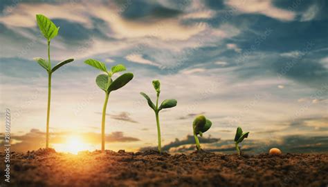 soybean growth in farm with blue sky background. agriculture plant ...