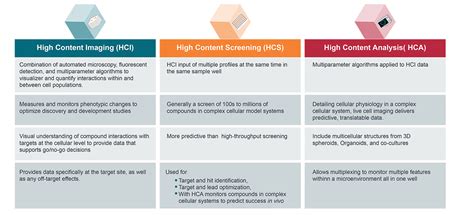 High Content What Deciphering Between High Content Imaging Hci High