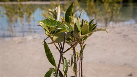 UAE Is Planting 10 Mangroves Trees For Every COP28 Visitor