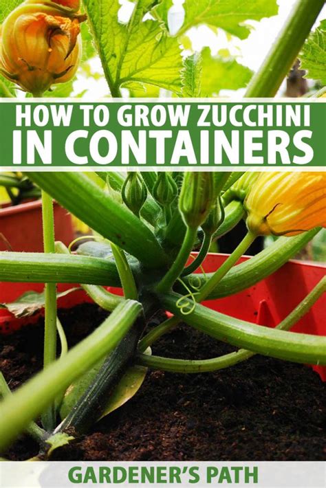 How To Grow Zucchini In Containers Gardener S Path