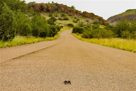 Alpinetxphoto Entry By Dafne Rodriguez Alpinetexas Davismountains