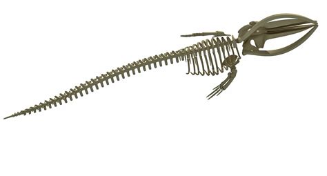 Fin Whale Skeleton - 3D Models – 3D Horse