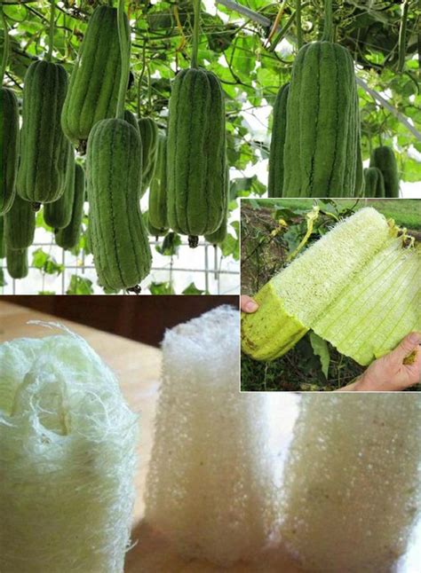 C Mo Hacer Crecer A Luffa Y Convertirlos En Esponjas Consejos Jardineria