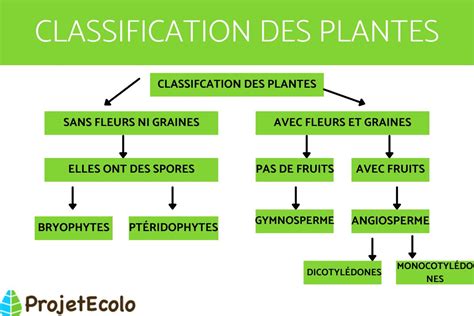 Types de plantes Classification par Taille Reproduction et Durée de vie