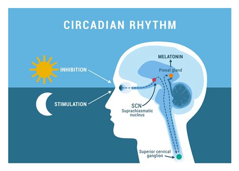 Circadian Clock The Master Clock Regulating Aging Disease And Bodily