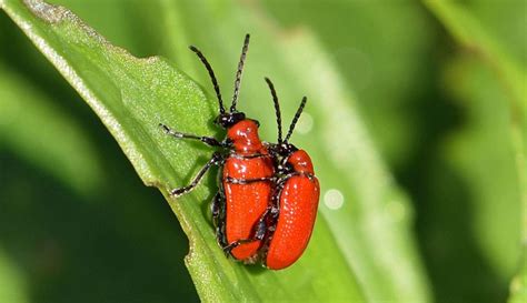 Green Garden Beetle Uk Bios Pics