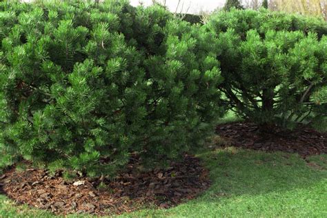 4 Best Ground Covers Mulch To Put Under Pine Trees