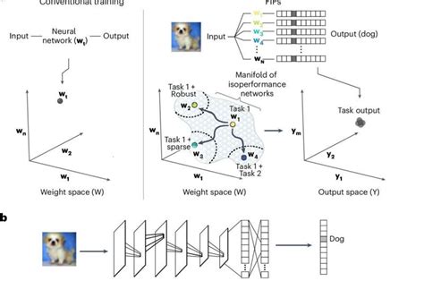 Un Algorithme Inspir Du Cerveau Permet Aux R Seaux De Neurones De