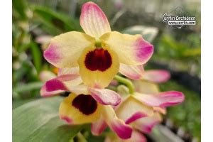 Dendrobium Sunny Eyes Currlin Orchideen