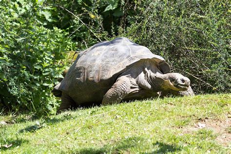 Tortuga Galápagos - MiTortuga.Net