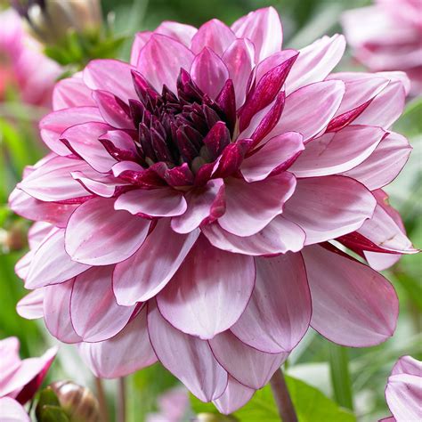 Creme De Cassis The Beauty Of This Dahlia Cant Be Captured In A