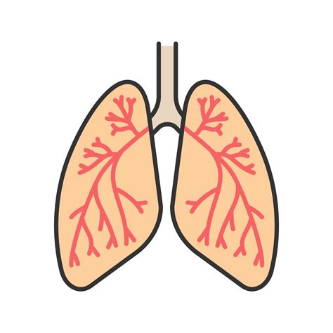 Human lungs with bronchi and bronchioles color icon. Respiratory system ...