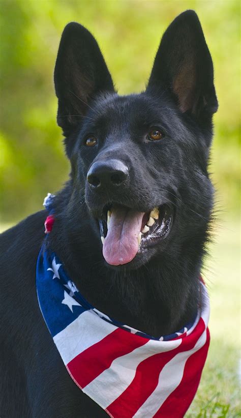 All Black German Shepherd Puppies For Sale In Oklahoma | PeepsBurgh.Com