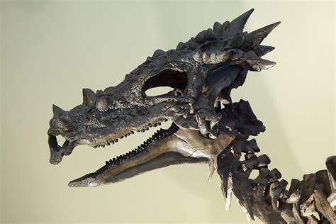 Dracorex Hogwartsia Cranio Dinosauro