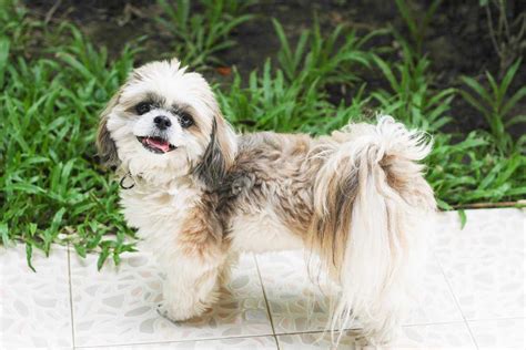 Shih Apso Dog Breed Everything About Lhasa Apso Shih Tzu Mixes