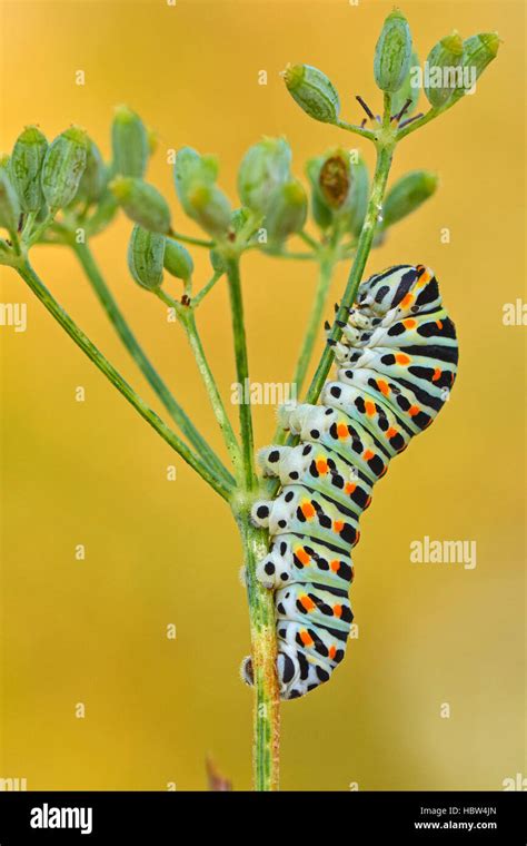 Swallowtail Caterpillar Yellow Swallowtail Papilio Machaon