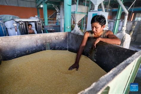 Myanmar Exports Over Tons Of Beans Pulses In St Half Of