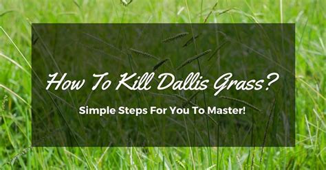 How To Kill Dallis Grass Simple Steps For You To Master