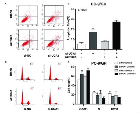 Uca1 Knockdown Induced Apoptosis And Arrested Cell Cycle At The G0g1