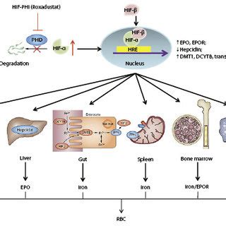 Hif Coordinates Erythropoietin Production With Iron Metabolism The