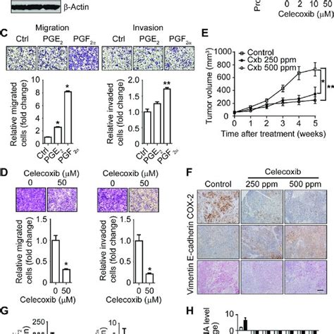 The COX 2 Pathway Regulates The EMT Like Phenotype And Invasiveness Of