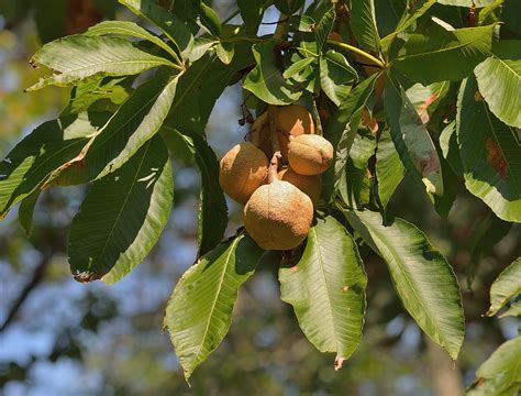 Maryland Biodiversity Project Yellow Buckeye Aesculus Flava