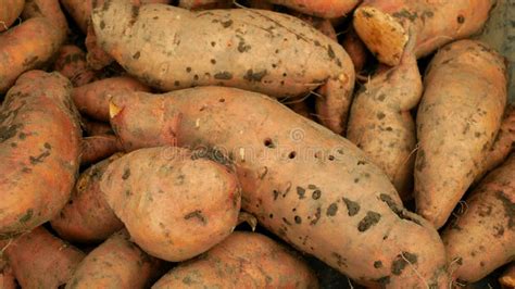 Sweet Potato Harvest Pile Ipomoea Batatas Close Up Tuberous Tubers