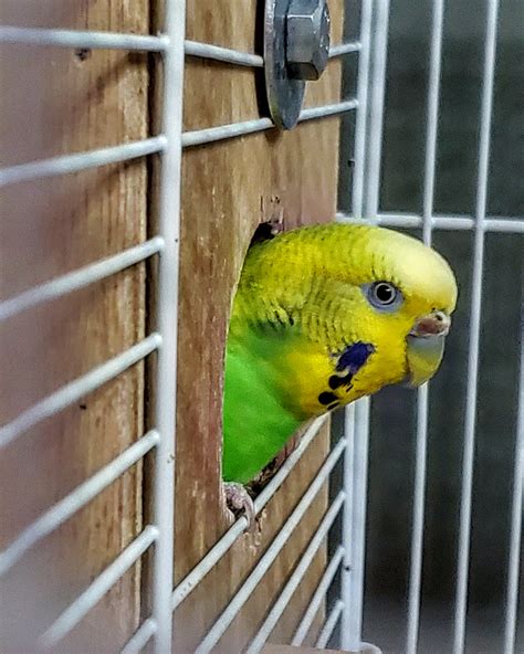 green budgie | The Parrot Perch