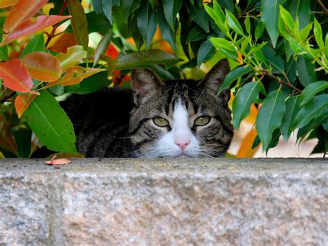 Why Do Cats Need To Hide All Pet Voices