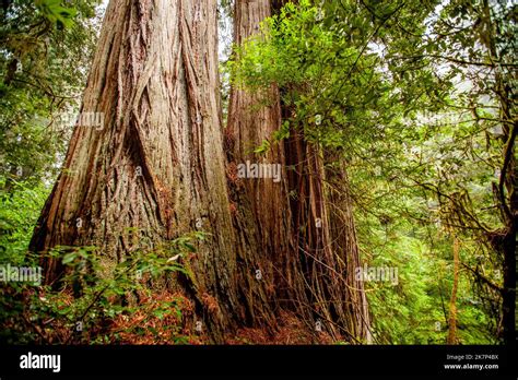 Redwood trees in Northern California Stock Photo - Alamy